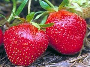 37 حبة فراولة يومياً تحميك من السكري  663138