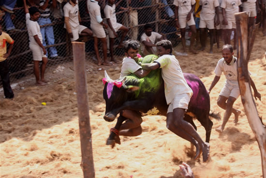 ஜல்லிக்கட்டு காளையை அடக்க முடியுமா? வாங்க  Jallikkattu%2B-%2BAwesome%2BPhotos%2B%252816%2529