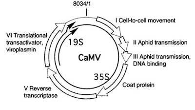 GMOs: Not Even in Moderation  CaMV-Genome