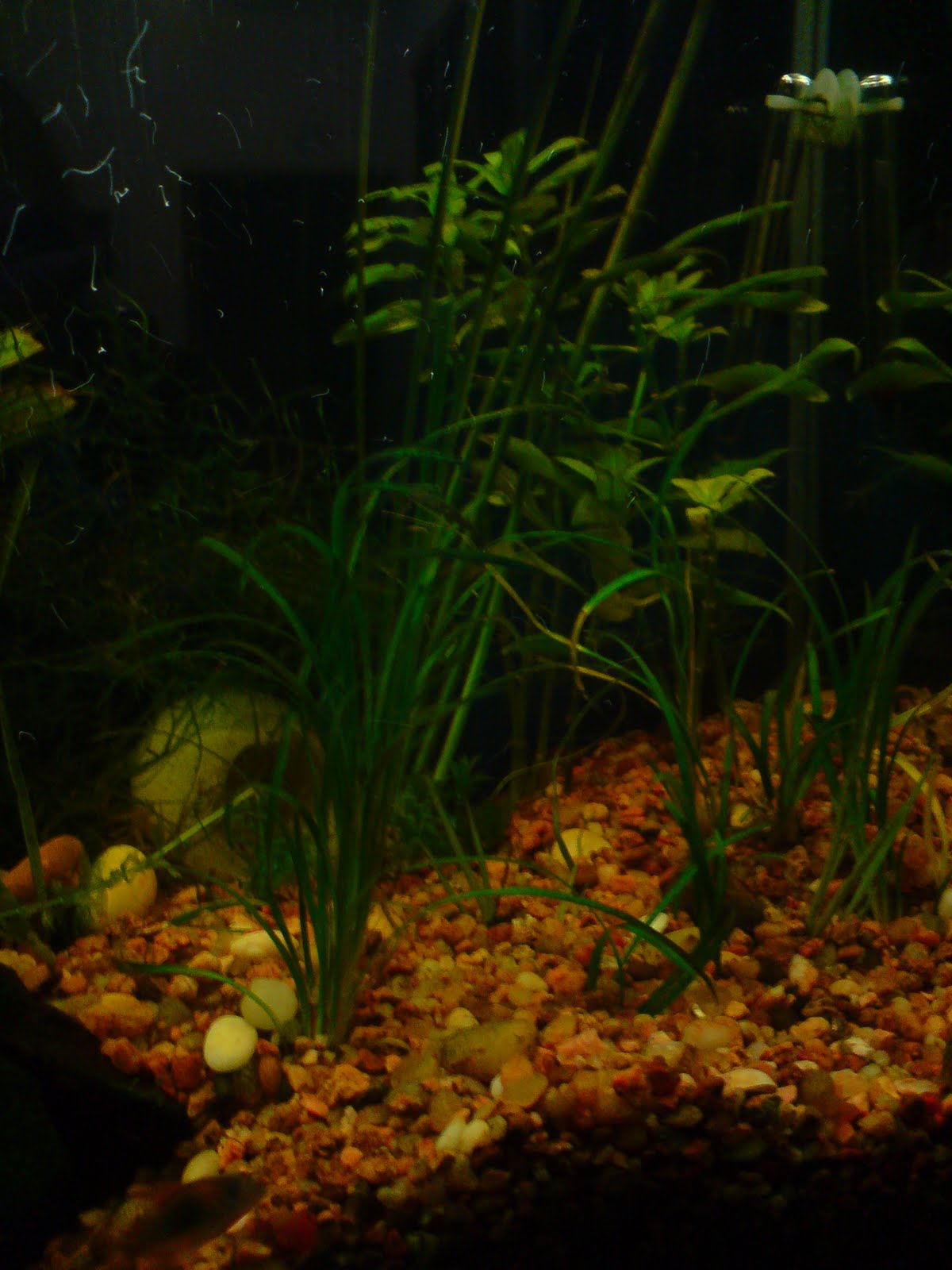 Hola, me precento a mi y a mi acuario :) Acuario-06-LPD