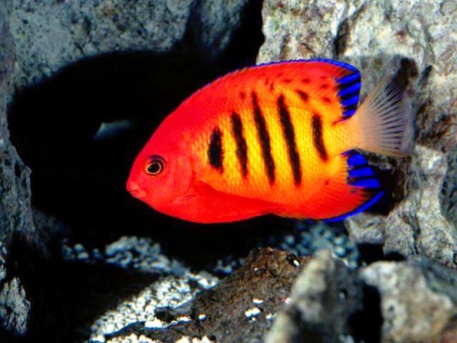 أجمل الأسماك الاستوائية الملونة   Colorful-tropical-fishes-04