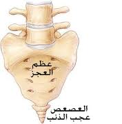  بعد الموت كل الجسد يتحلل الا ؟ T%C3%A9l%C3%A9chargement