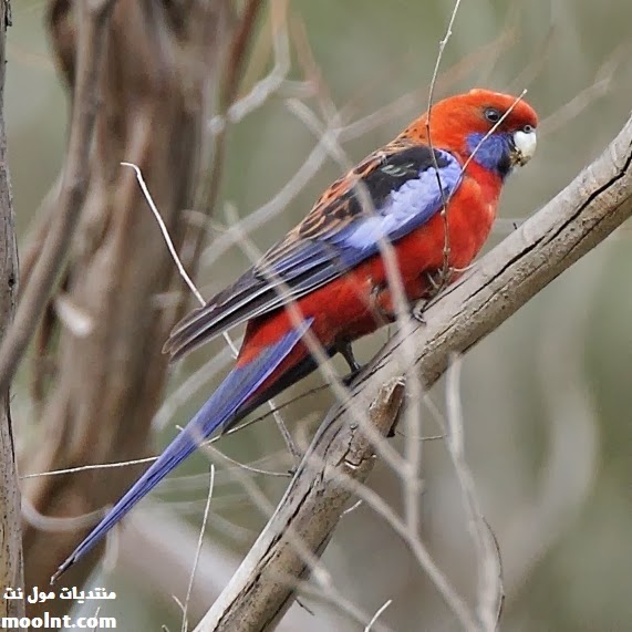 كل المعلومات عن طيور روزيلا ، انواع الروزيلا وتربية طائر الروزيلا كامله Platycercus_elegans_-Australia_-tree-8-4c