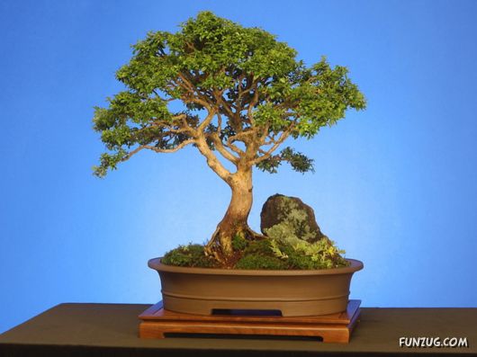           Japanese_bonsai_trees_23