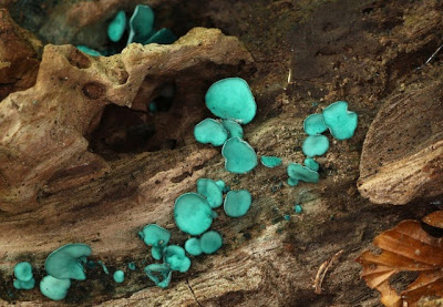 Scientists Discover That Plants Communicate via Symbiotic Root Fungi  WIKI-Blue-Funghi