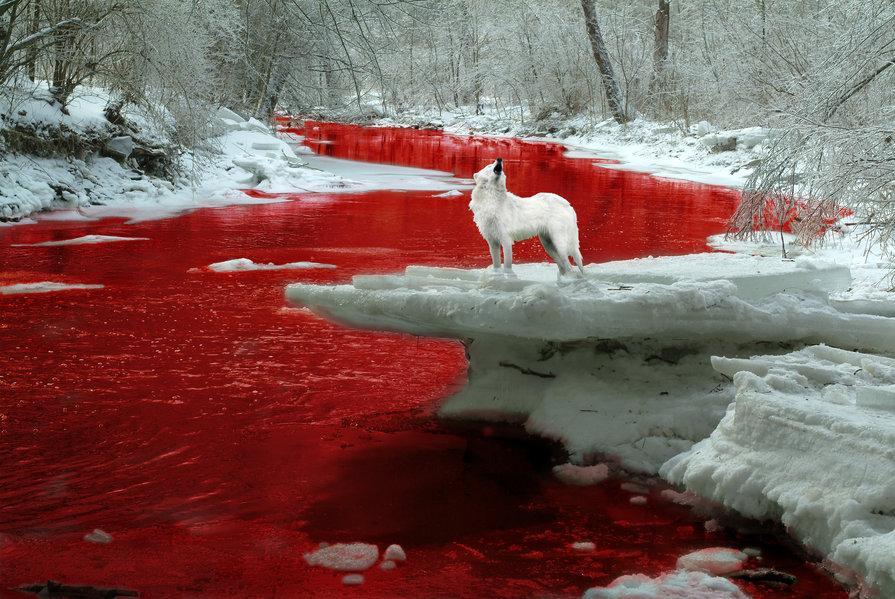 Llegará la sangre al río? BloodRiverWolf