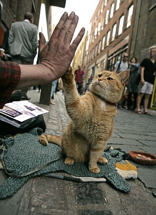 El lenguaje corporal del gato 3