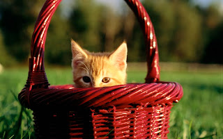 صور قطط جديده ، صور قطط صغيره ، صور قطط منوعه ، صور قطط للتصميم ، قطط ، 2011 ، 2012  Wallcate.com%20%2862%29