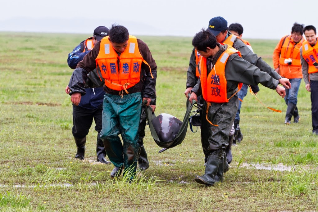 Chine: Le pays entame une course contre la montre pour sauver les marsouins aptères du Yangtsé Chine1