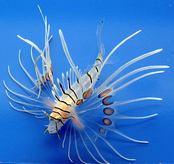 بالصور: أجمل 10 أسماك ملونه في عالم البحار Lionfish_2