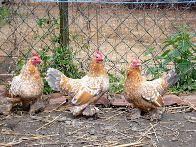 Quelle poule naine ? P1030228