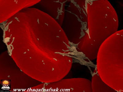 حقائق مدهشة عن جسم الإنسان  Looking-at-the-World-through-a-Microscope-red-blood-cells3