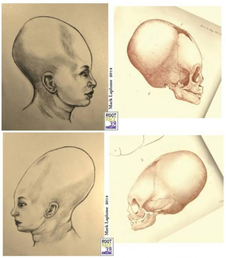 Cráneos elongados en el útero. ¿Adios al paradigma de la deformación artificial? Lithographs-elongated-skulls-basire