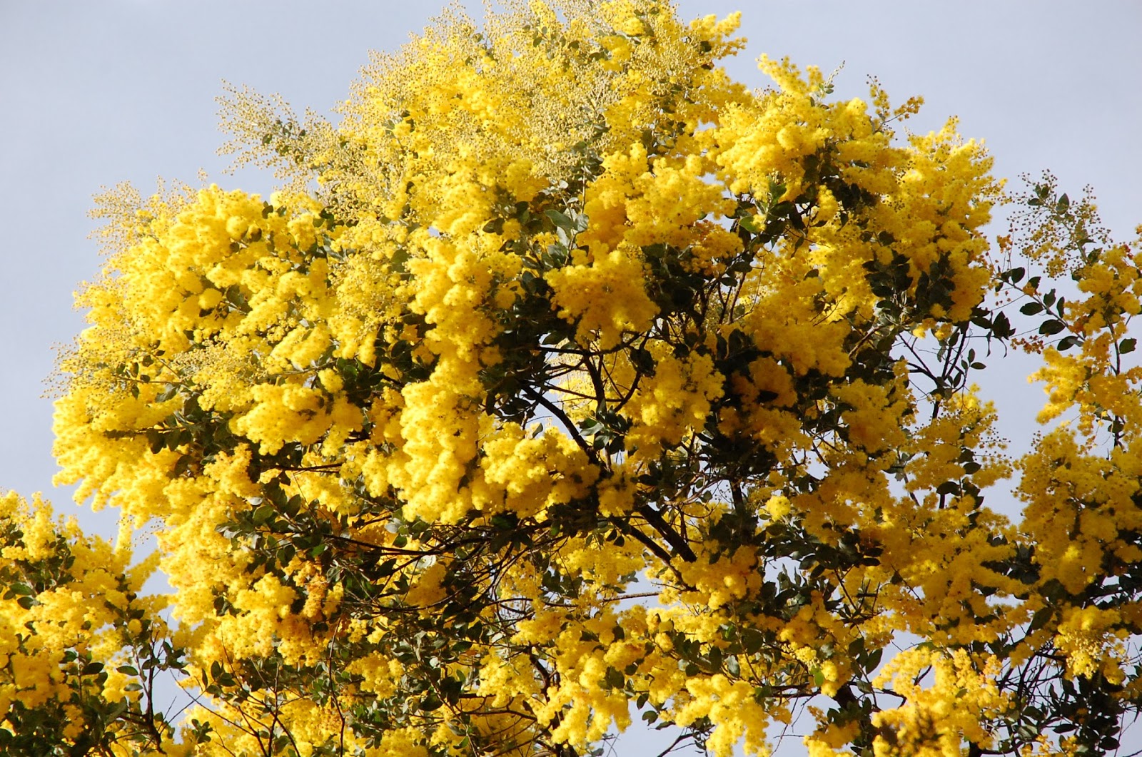 குவியல் Wattle%2B4