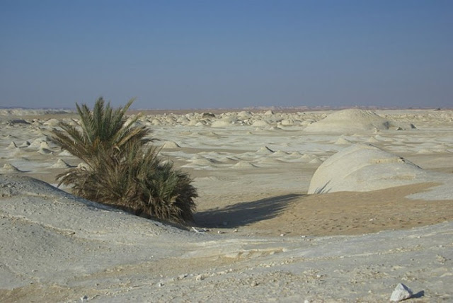 محمية الصحراء البيضاء 5