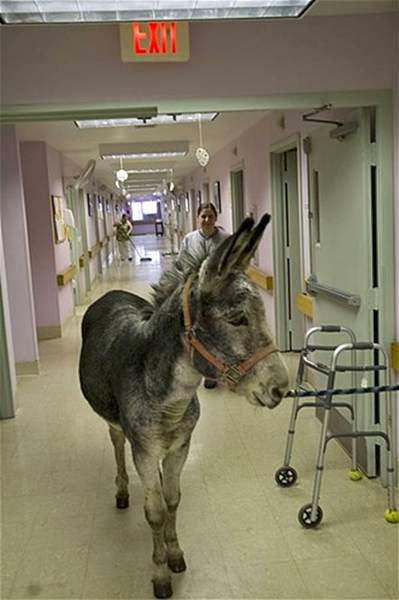 Donkey Therapy العلاج بالحمير . Image006-794056