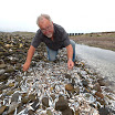 Thousands upon thousands of Shad, Flounder and Trout wash ashore at Freeport Texas as a new fish kil Fish%2BKill%2Bkerry%2BKevin%2BFlannery%2B1%2B%25281%2529