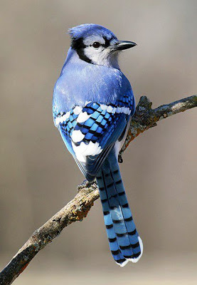 -----Animalitos----- - Página 37 Aves%2Bexoticas%2Bdel%2Bmundo1