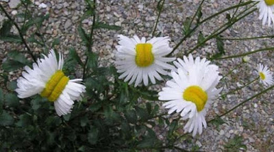 japon - Las Margaritas mutantes en Japón no son una buena señal Fukushima-mutant-flowers-deformed-daisies-585x306