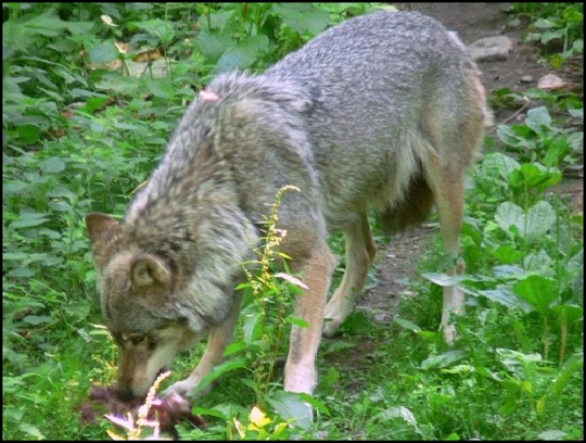 EL LOBO EN ESPAÑA: EL ETERNO PROSCRITO  LOBO%2B2