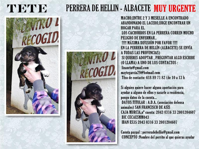 TETE. Cachorro de 3 meses de tamaño pequeño en Hellin ( Albacete )(PE) TETE