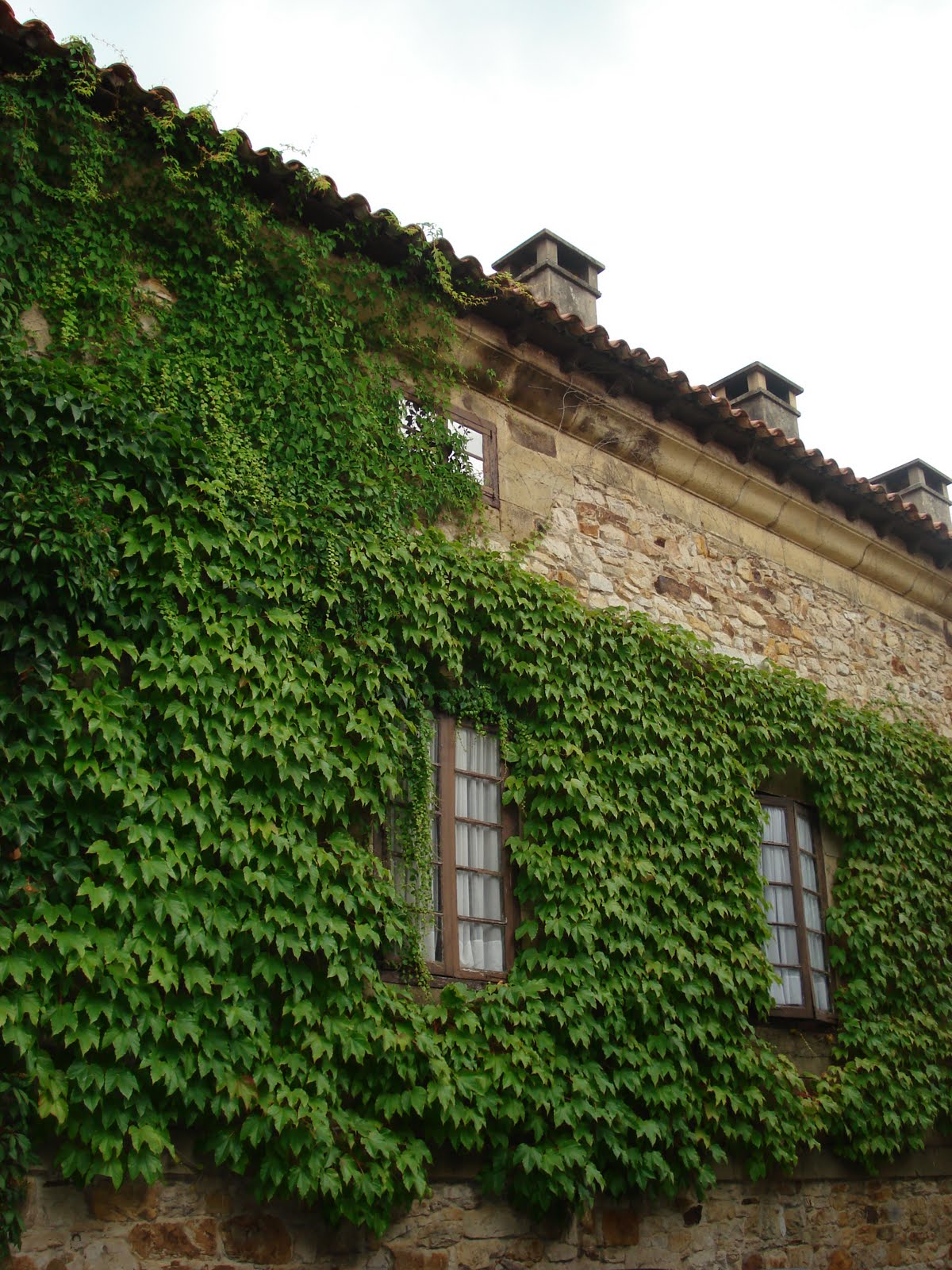 Plantas que purifican el aire de tu casa DSC03715