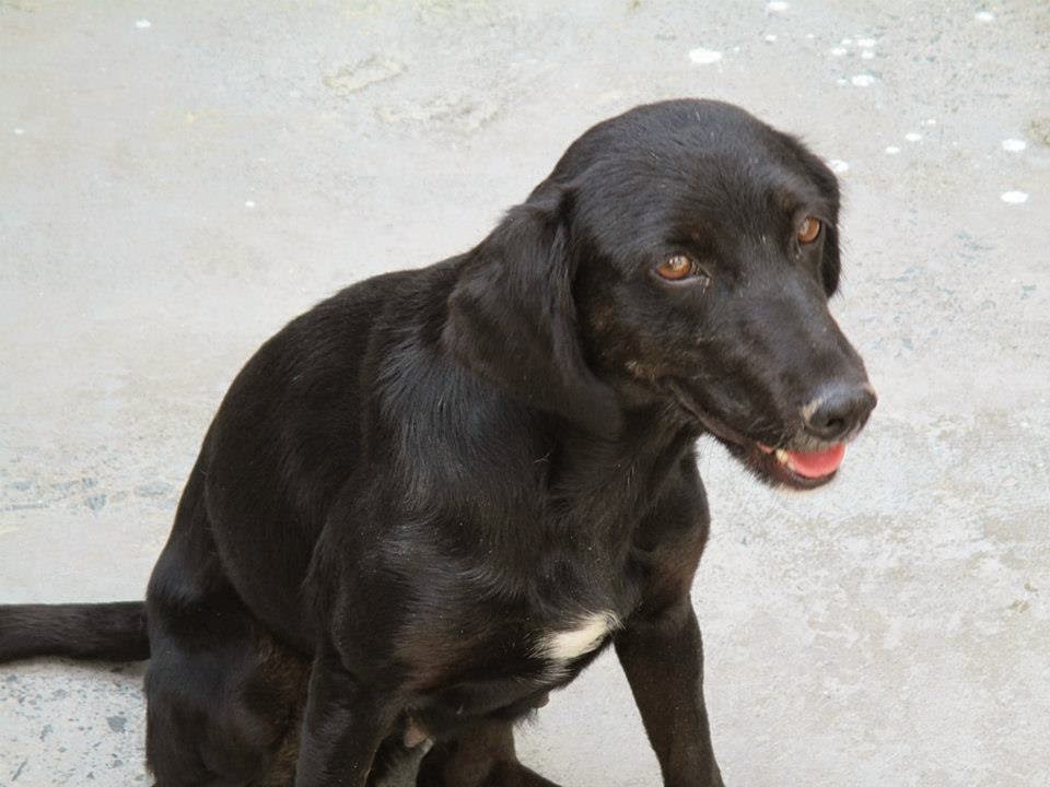 *ADOPTADA!!! CASPITA (2013 aprox), perrita mestiza de tamaño mediano en adopcion. Es positiva en leishmania. Cáceres (PE) 10262124_586844944762565_5106529604791446233_n