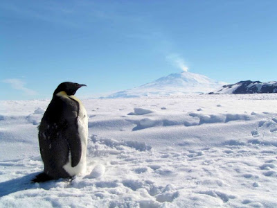 2012 - Il risveglio dei vulcani - Pagina 4 Vulcano-erebus-polo-sud-pinguino