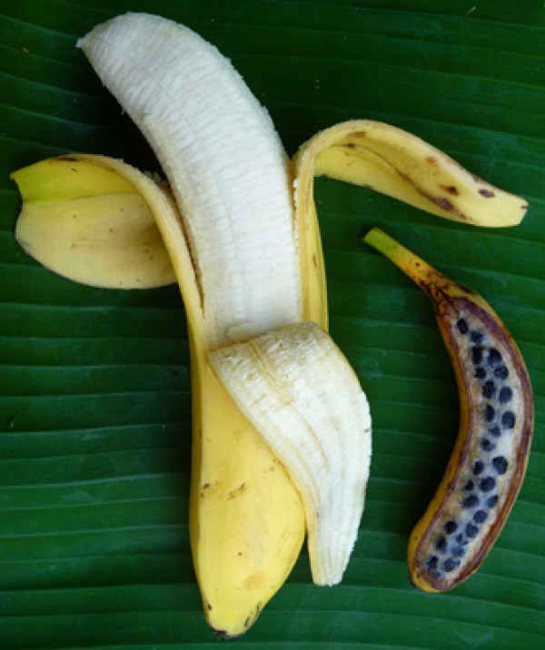 Los genes de los simic Bananas%2Bgrande%2By%2Bpeque%25C3%25B1a%2Bscience