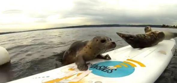 Φώκιες κάνουν ...windsurfing! Seals_windsurfing