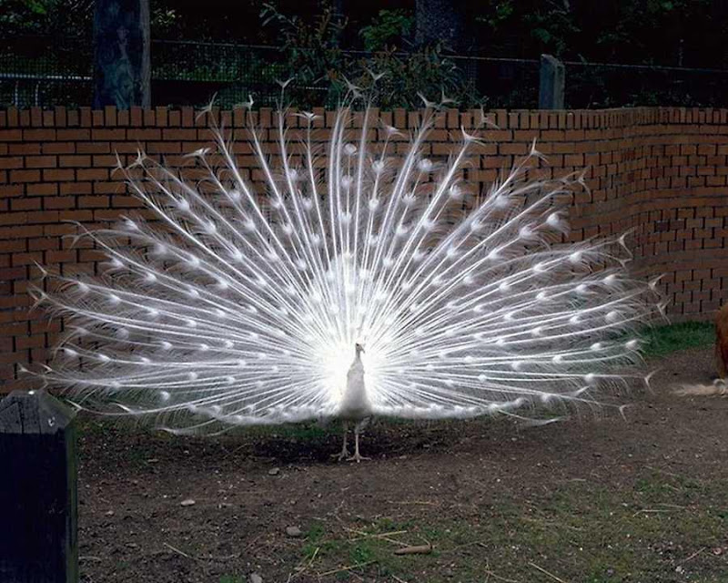 நான் ரசித்த சில படங்கள் - Page 3 White%2BPeacock%2B-%2BBeautiful%2BPhoto%2BCollection%2B%25286%2529