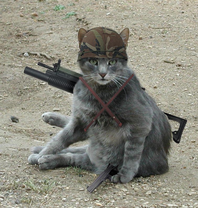 Some times it works. Army_Cat_by_crazyhobo