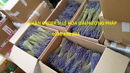 Chuyên bán buôn bán lẻ hoa oải hương Lavender Pháp , Hoa oải hương pháp - Lavender store 10988467_1594759524074506_941797890351443161_n