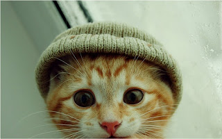 صور قطط جديده ، صور قطط صغيره ، صور قطط منوعه ، صور قطط للتصميم ، قطط ، 2011 ، 2012  Wallcate.com%20%2883%29