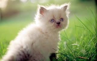 صور قطط جديده ، صور قطط صغيره ، صور قطط منوعه ، صور قطط للتصميم ، قطط ، 2011 ، 2012  Wallcate.com%20%2873%29