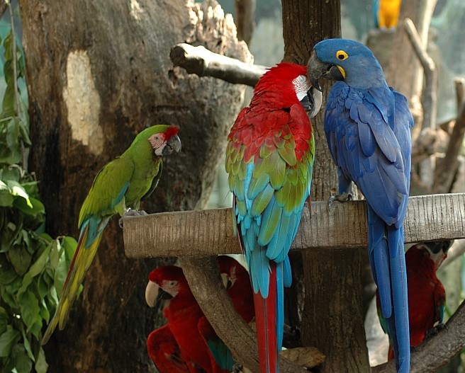 جمال بشكل خاص  Macaw-bird-house11%20%281%29