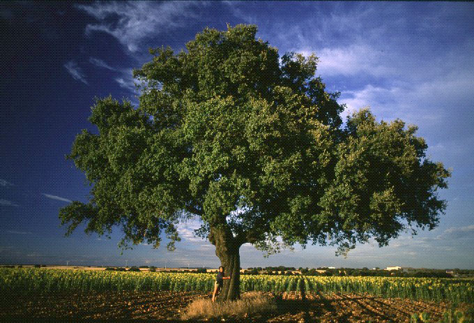 POEMAS SIDERALES ( Sol, Luna, Estrellas, Tierra, Naturaleza, Galaxias...) - Página 20 Arbol