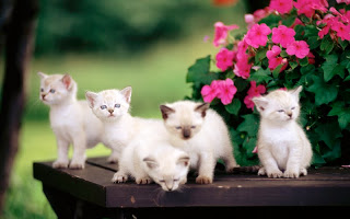 صور قطط جديده ، صور قطط صغيره ، صور قطط منوعه ، صور قطط للتصميم ، قطط ، 2011 ، 2012  Wallcate.com%20%2819%29
