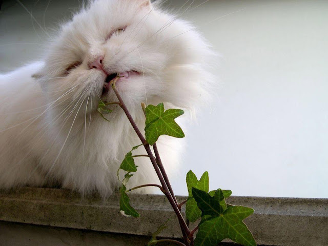 صور جميله للحيوانات صغيره Persian_Longhair_Cat