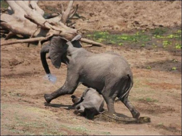 صور حيوانات رائعة جدا Elephant-vs-Crocodile-4