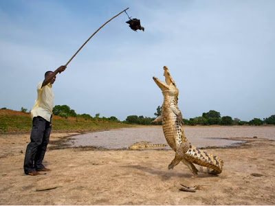 levar com a sopa e a pedra nos cornos .V..parte  - Página 7 Crocodilo.