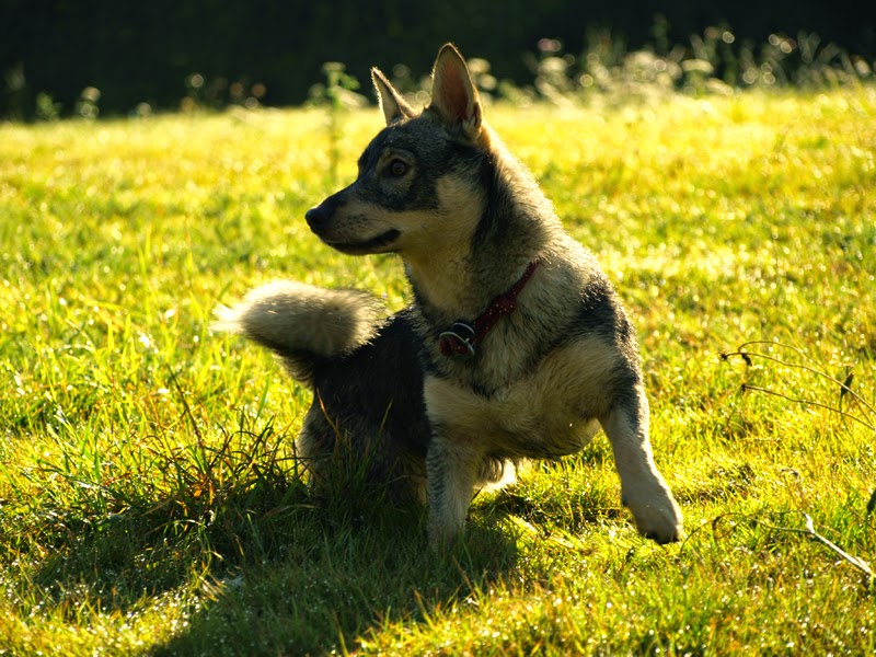 Photographie d'animaux - conseils pour devenir un pro ! - Page 18 7