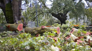 Γιάννενα: Ξεριζώθηκαν δέντρα από ισχυρούς ανέμους-Σε εγρήγορση η Πολιτική Προστασία και η Πυροσβεστική Tromaktiko