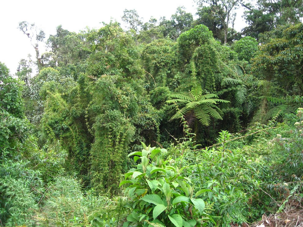  غــأإبــأإت آلآمــأإزؤن المطــيرهـ ♥.  Bamboo-and-ferns-in-amazon-rainforest