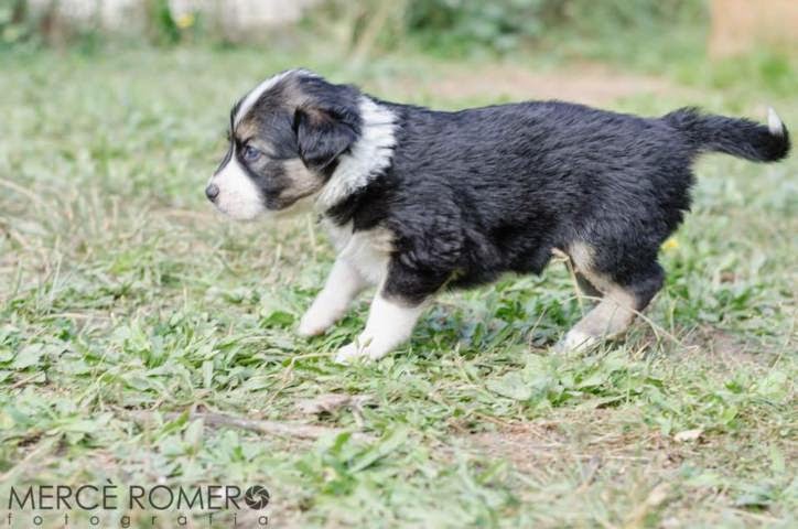 7 cachorros cruce de border collie en Girona (PE) 10635738_886301298061600_8910915590519788289_n%2B(FILEminimizer)