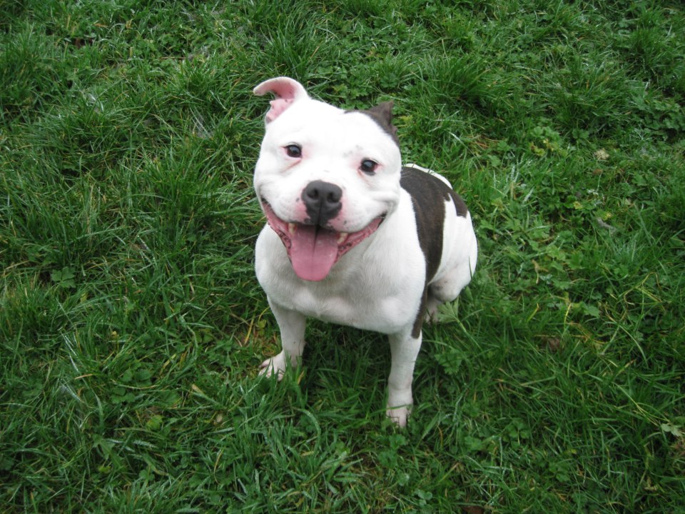 BUSTER - Staffy - 3 Years old - STUNNING DOG! Buster