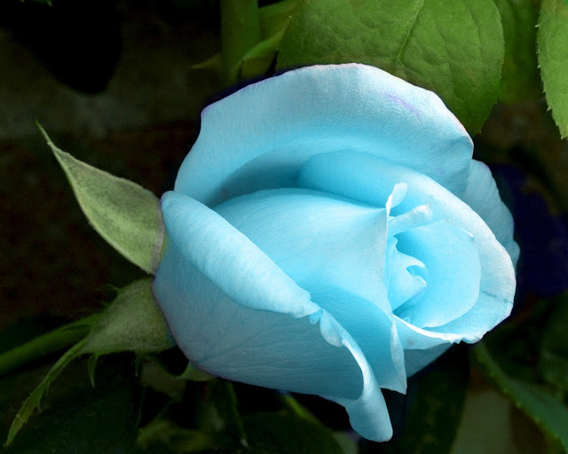 ورود منوع - صفحة 6 Blue_rose