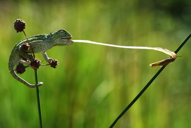 الصور الفائزة بجوائز سوني العالمية للتصوير الفوتوغرافي لعام 2013 (33 صورة) ! Sony-world-photography-awards-2013-33-635x424