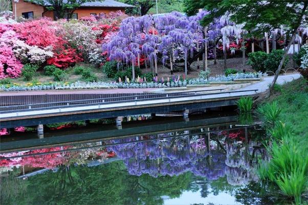 شلال من الزهور Japan-waterfall-flower-3