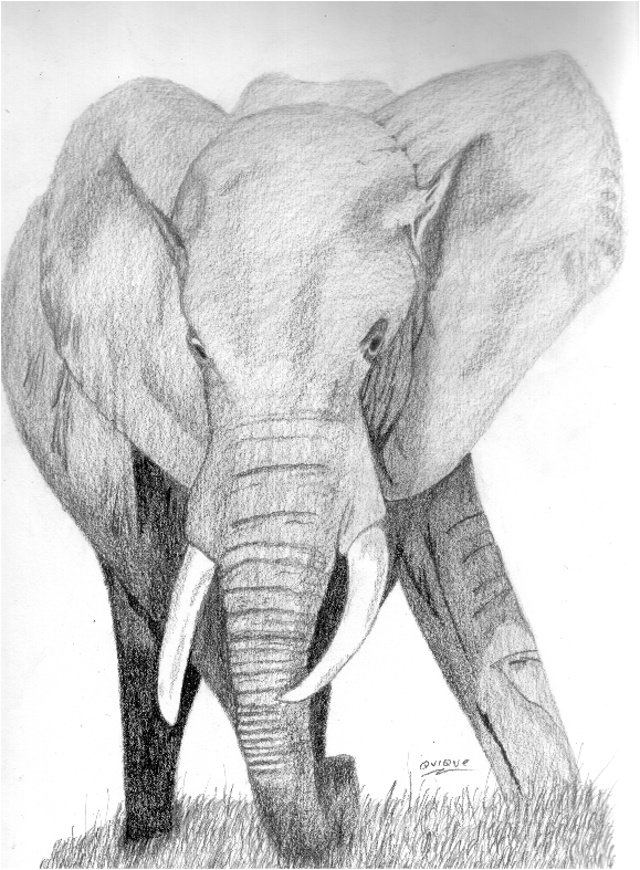 Quiero un dibujo de ....... - Página 4 Elefante